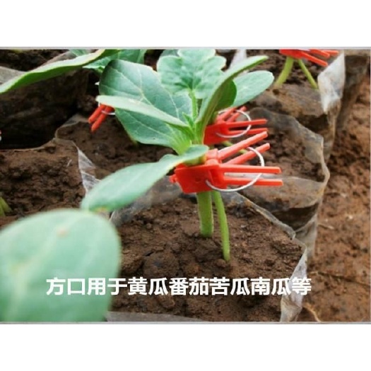 聊城 嫁接夹大棚瓜果蔬菜专用圆口夹子平口夹塑料夹瓜果蔬菜嫁接神奇