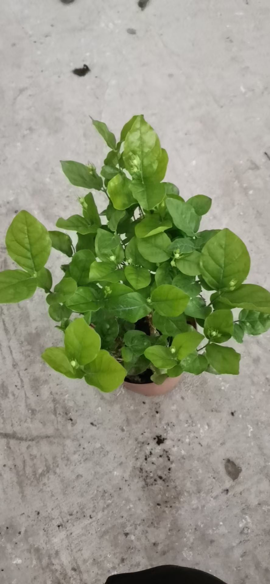 白色茉莉 160#茉莉花，一箱24棵，每棵6.5元