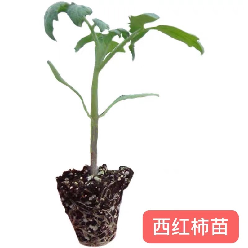大红番茄苗 西红柿苗