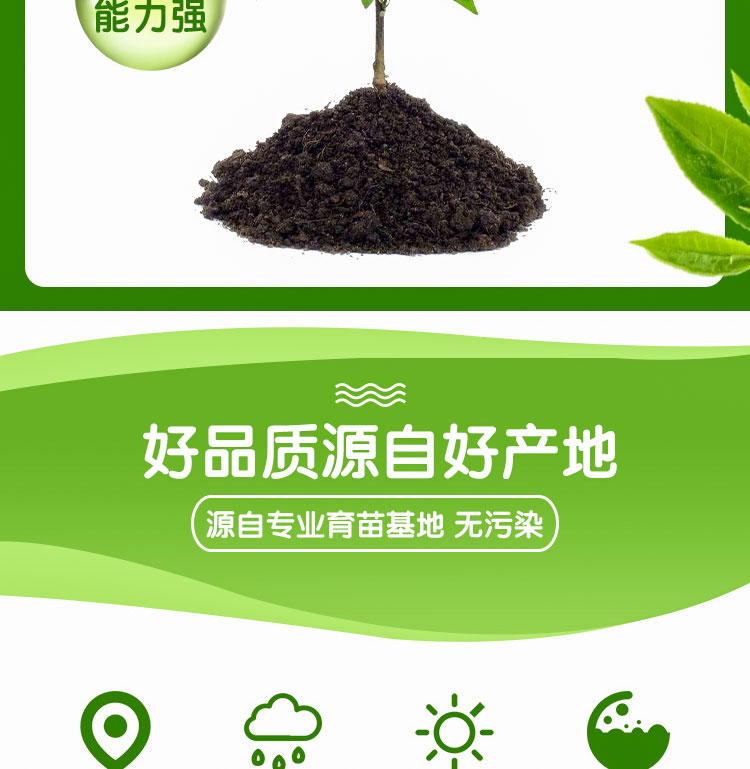  秋葵苗