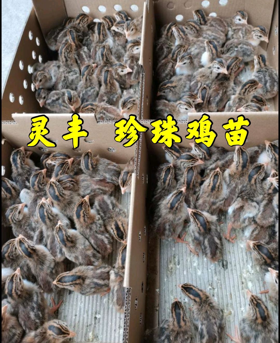 【热卖珍珠鸡苗】包打疫苗，包运输成活质量保证诚信孵化场供应