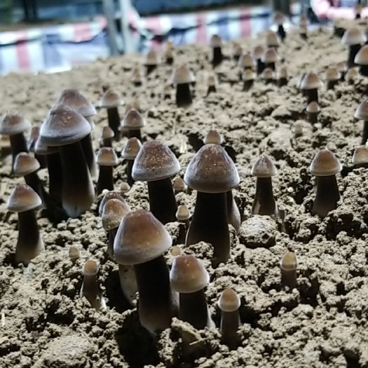 金乡县鸡枞菌  大量供应黑皮鸡纵菌包
