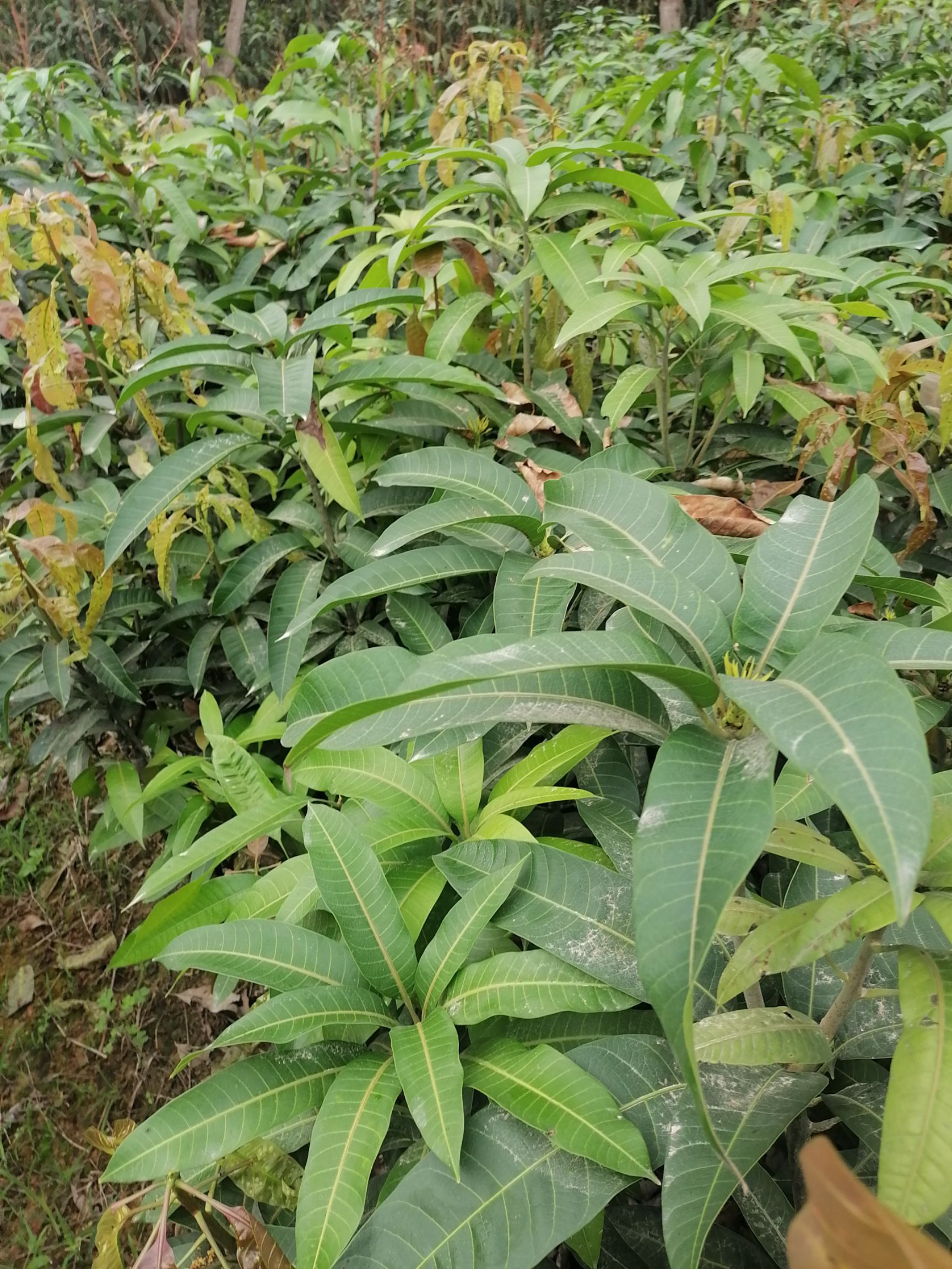 金煌芒果苗  金皇芒裸根苗