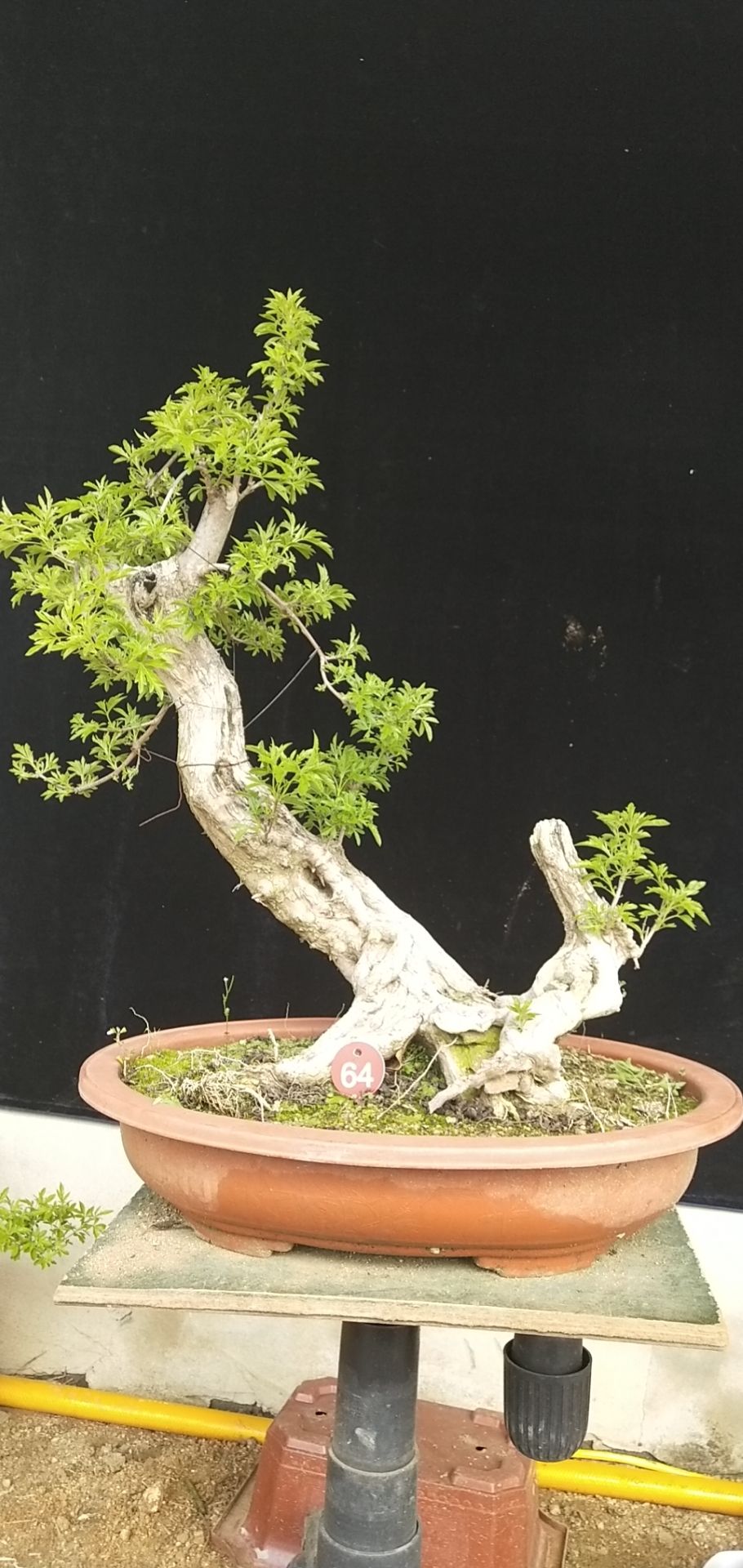 黄荆桩 黄荆盆景金品老桩