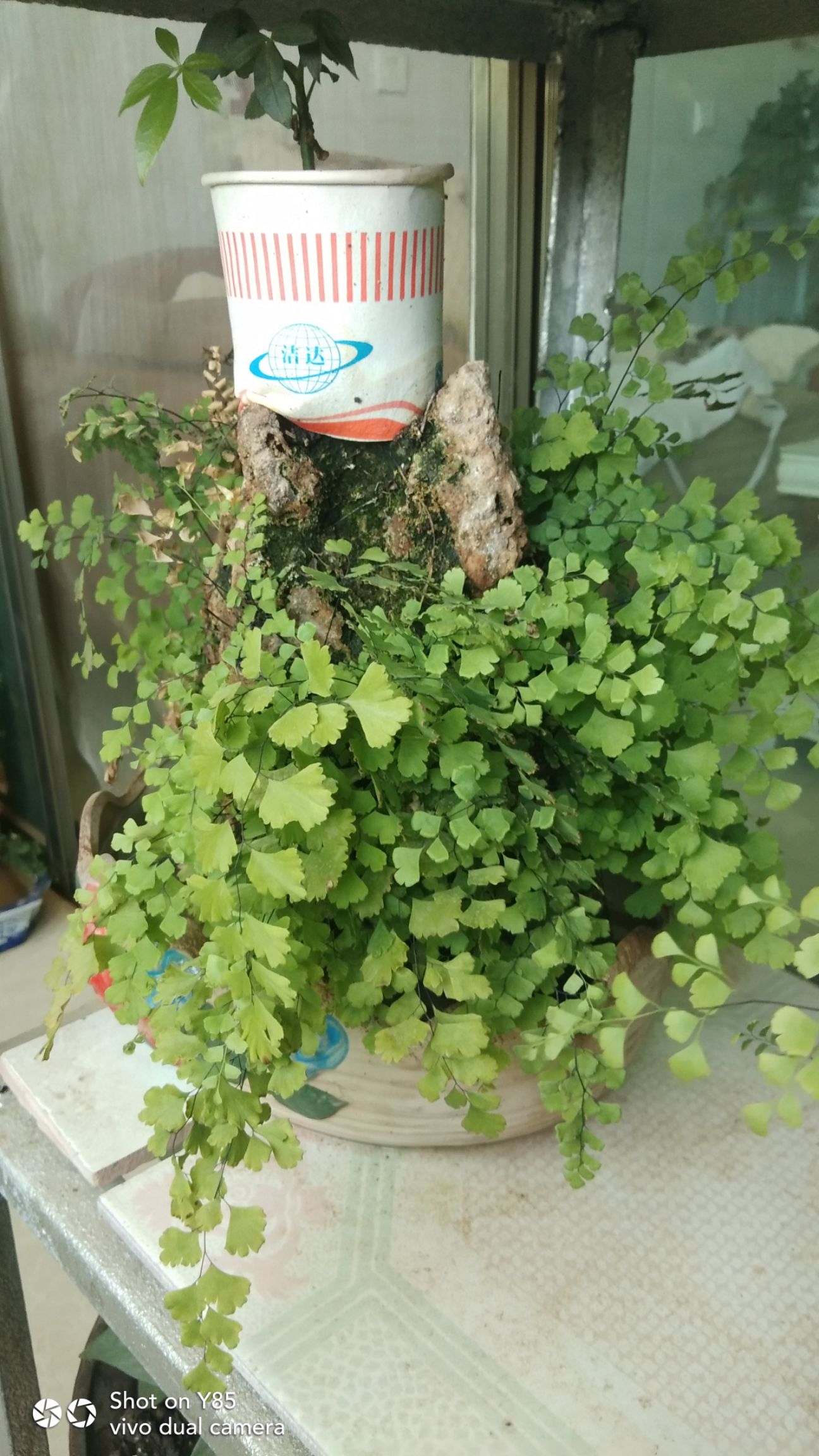 吸水石 