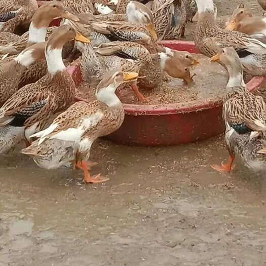 漳州 120绍兴白脖青年鸭