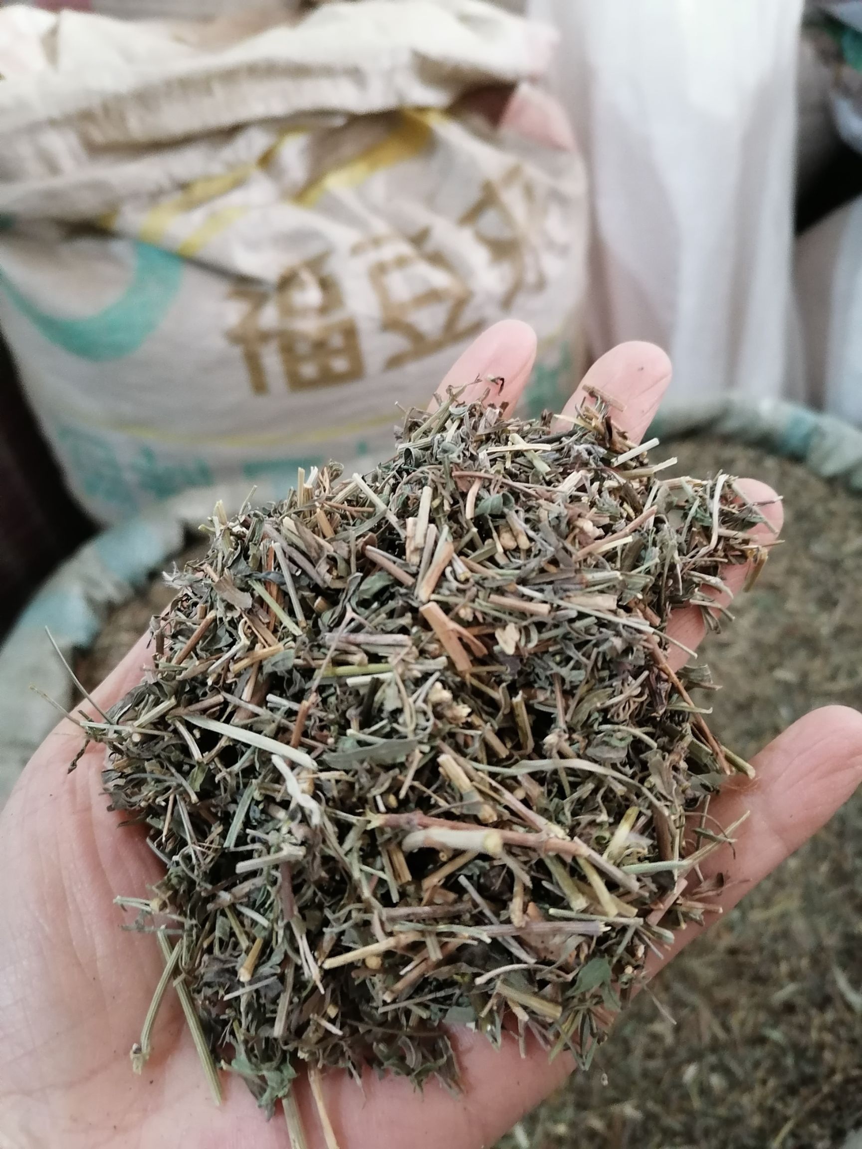 透骨草各种规格中药材批发零售