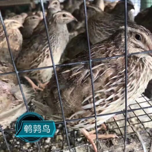 惠州 淘汰鹌鹑鸟