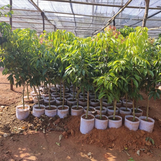灵山县桂味荔枝苗 嫁接荔枝苗