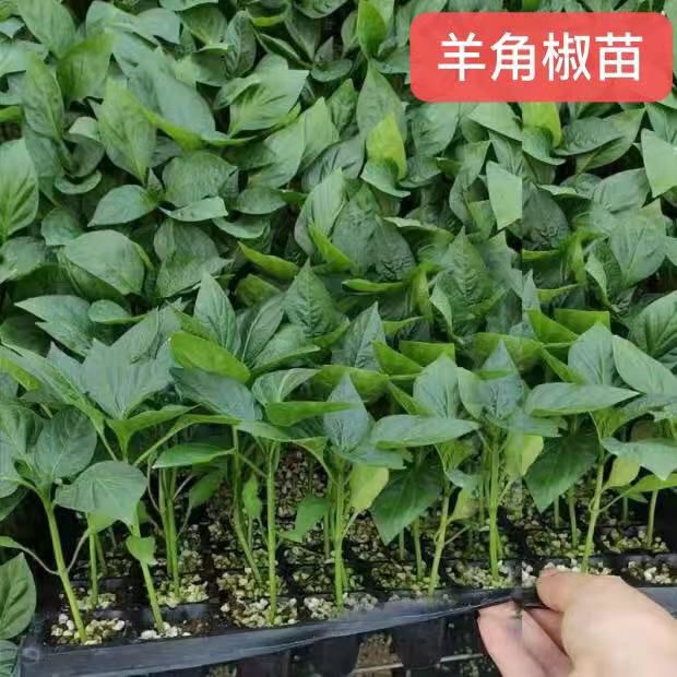 羊角椒苗