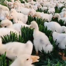 嘉祥县大白沙鹅苗  三花鹅  泰州  狮头鹅  大白鲨等可以提供技术饲料可以赊欠
