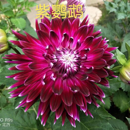 临洮县大丽花苗  甘肃大丽花，临洮大丽花，甘肃临洮大丽花