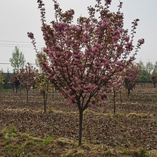 洛阳日本晚樱  樱花