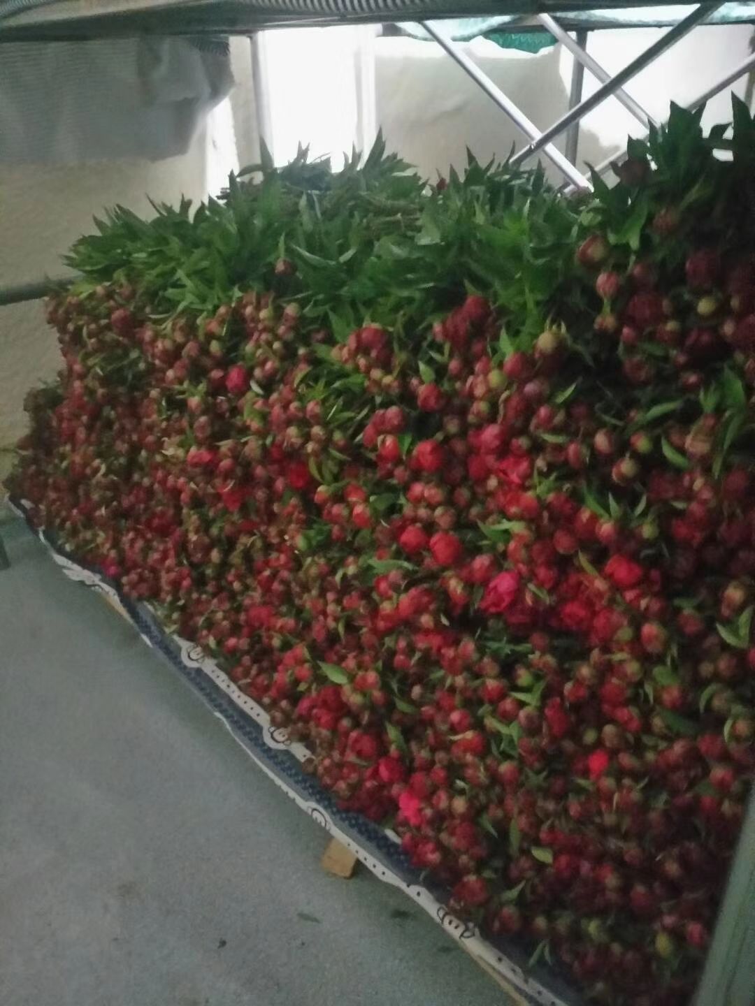 多花芍药  芍药鲜切花大量上市，量大从优
