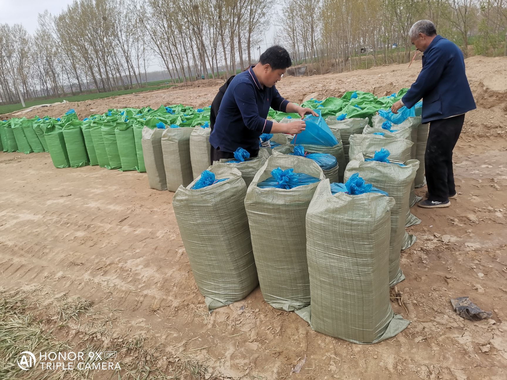 玉米青贮 批发零售青贮和黄贮