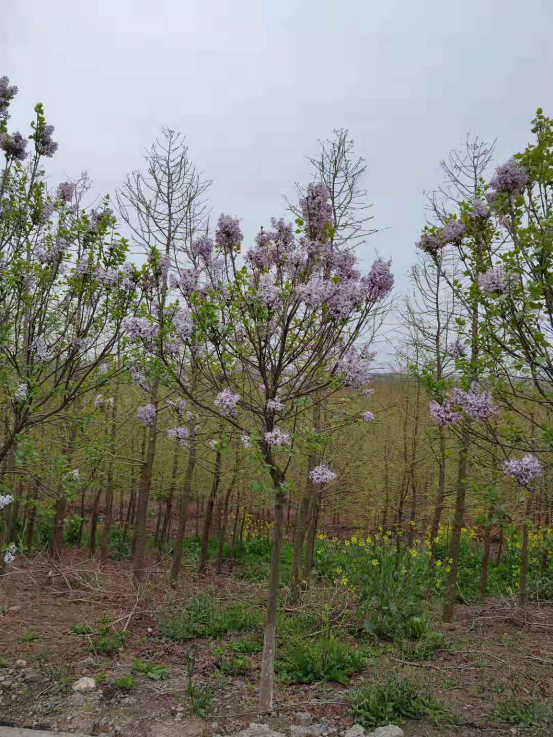  紫丁香 地径6公分，8公分，10公分价格