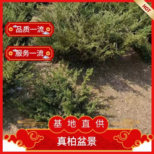 东海县真柏盆景  壮茂盆景种植园15年济州丛林母本