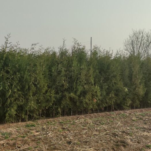 天津窄冠侧柏 侧柏处理腾地，1.5-2米的，处理