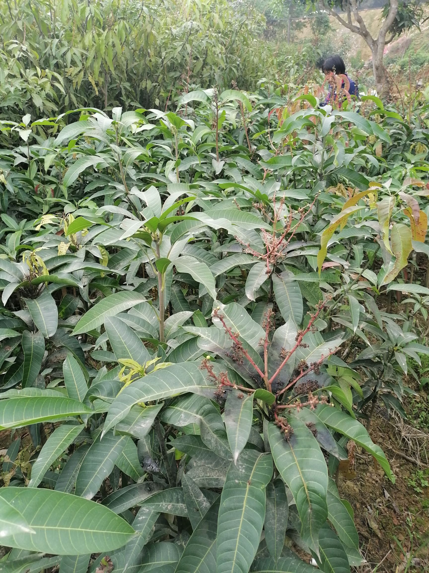 金煌芒果苗  金皇芒裸根苗