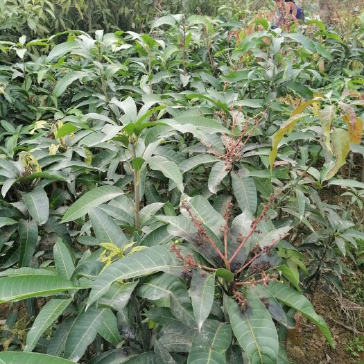 钦州金煌芒果苗  金皇芒裸根苗