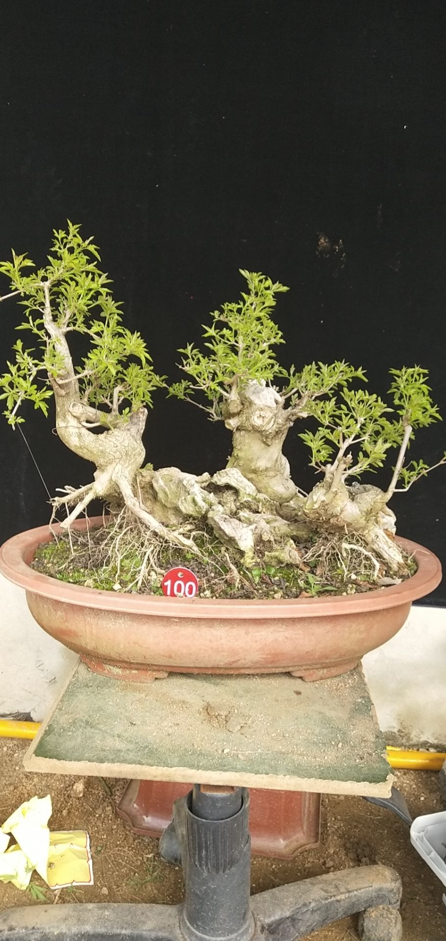 黄荆桩 黄荆盆景金品老桩