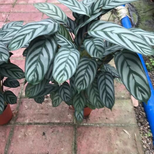 广州新飞羽竹芋盆栽 140#超级飞羽一，件16盆13元
