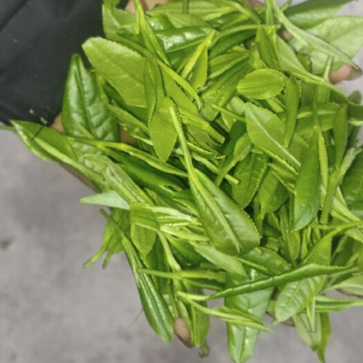 三都县 云雾茶贵州三都