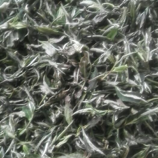 广州白牡丹茶 古树白茶