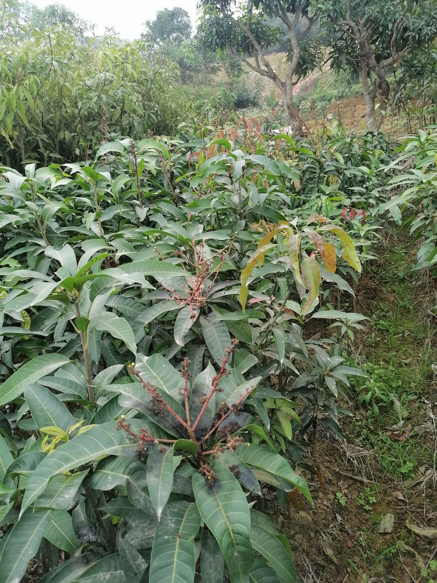 金煌芒果苗  金皇芒裸根苗