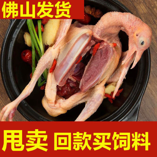 佛山白条鸽  供港乳鸽新鲜乳鸽土鸽子农家散养鸽子放飞乳鸽子肉鲜现