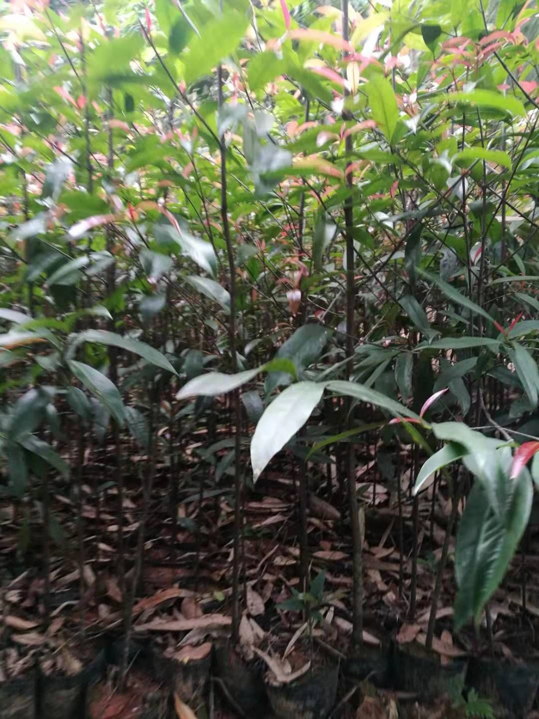 山竹树苗 黄金岭山竹