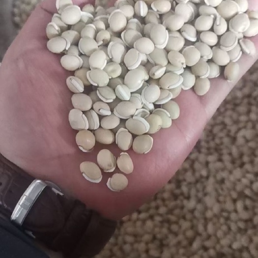 石屏县干扁豆 干白扁豆