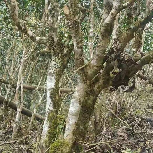 景洪市古树茶口感.有点涩.香气扑鼻后面慢慢回甜，属勐宋3月前春茶。