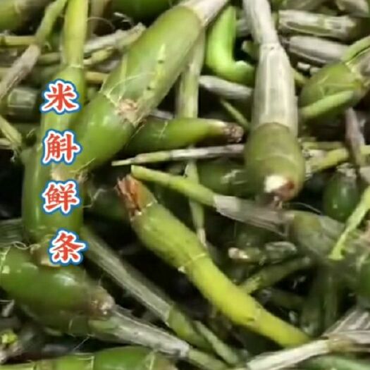 龙门霍山米斛  基地直发正宗霍山米斛鲜条