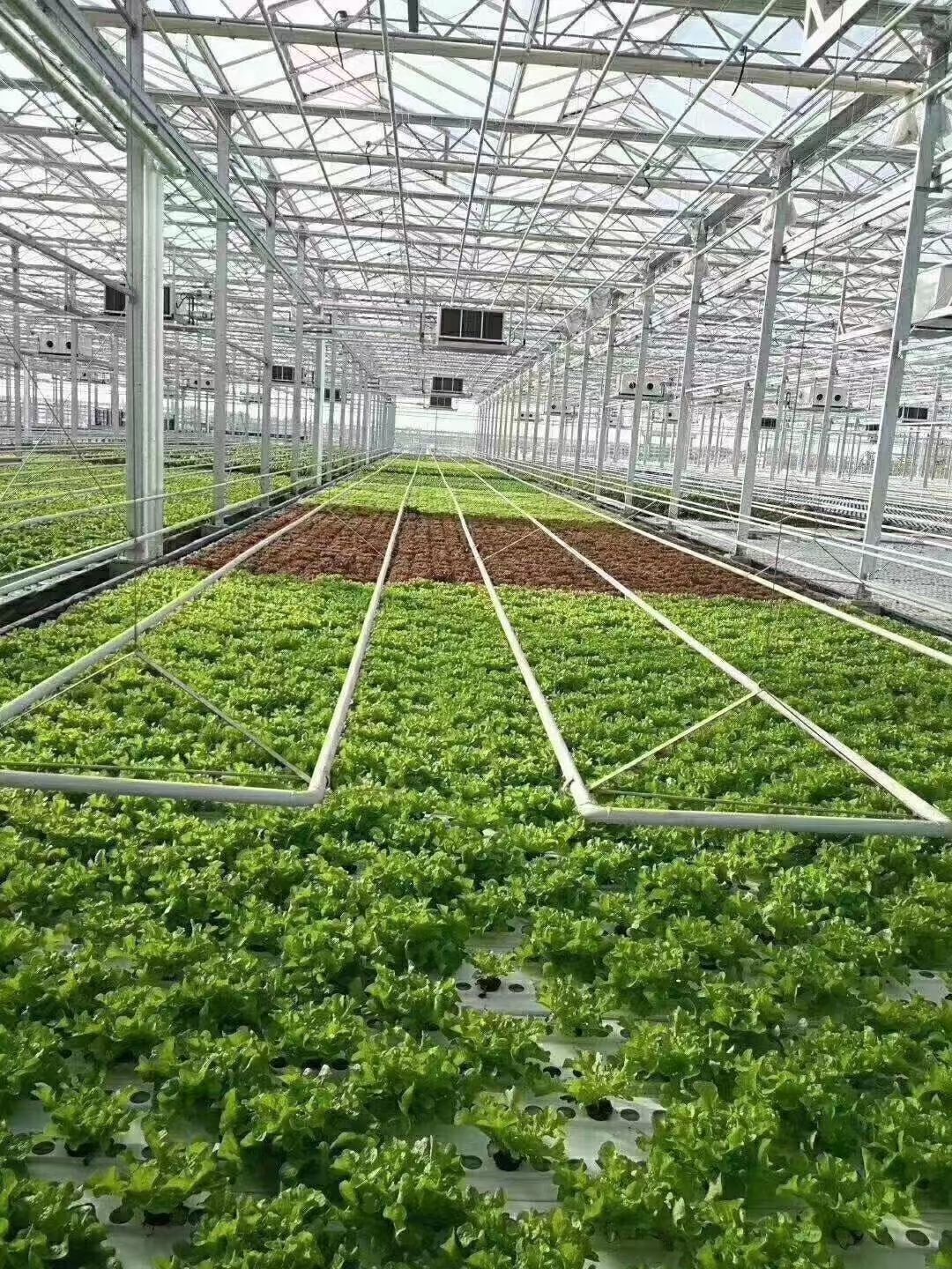 温室阳光板 玻璃温室、阳光板温室，薄膜连栋温室，日光温室，春秋大棚。