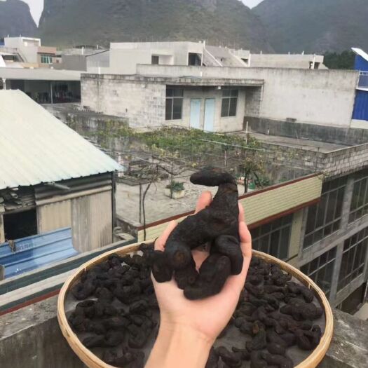 岑溪市黄精  鸡头黄精 鸡头甜黄精  多肉黄精