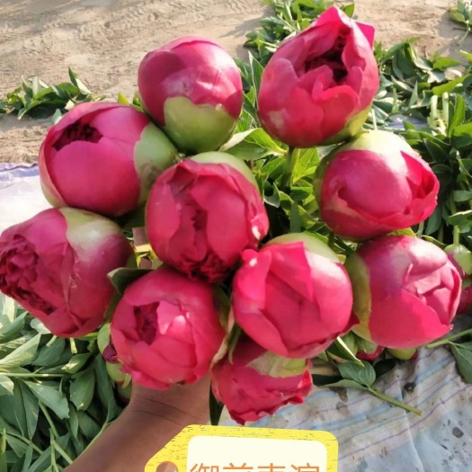 菏泽多花芍药  芍药鲜切花大量上市，量大从优