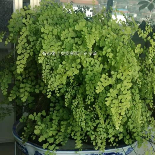 元谋县吸水石 