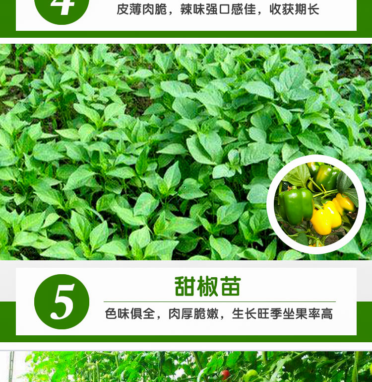  秋葵苗