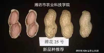 高油酸潍花8号潍花24号潍花33号潍坊农业科学院原种可春夏播