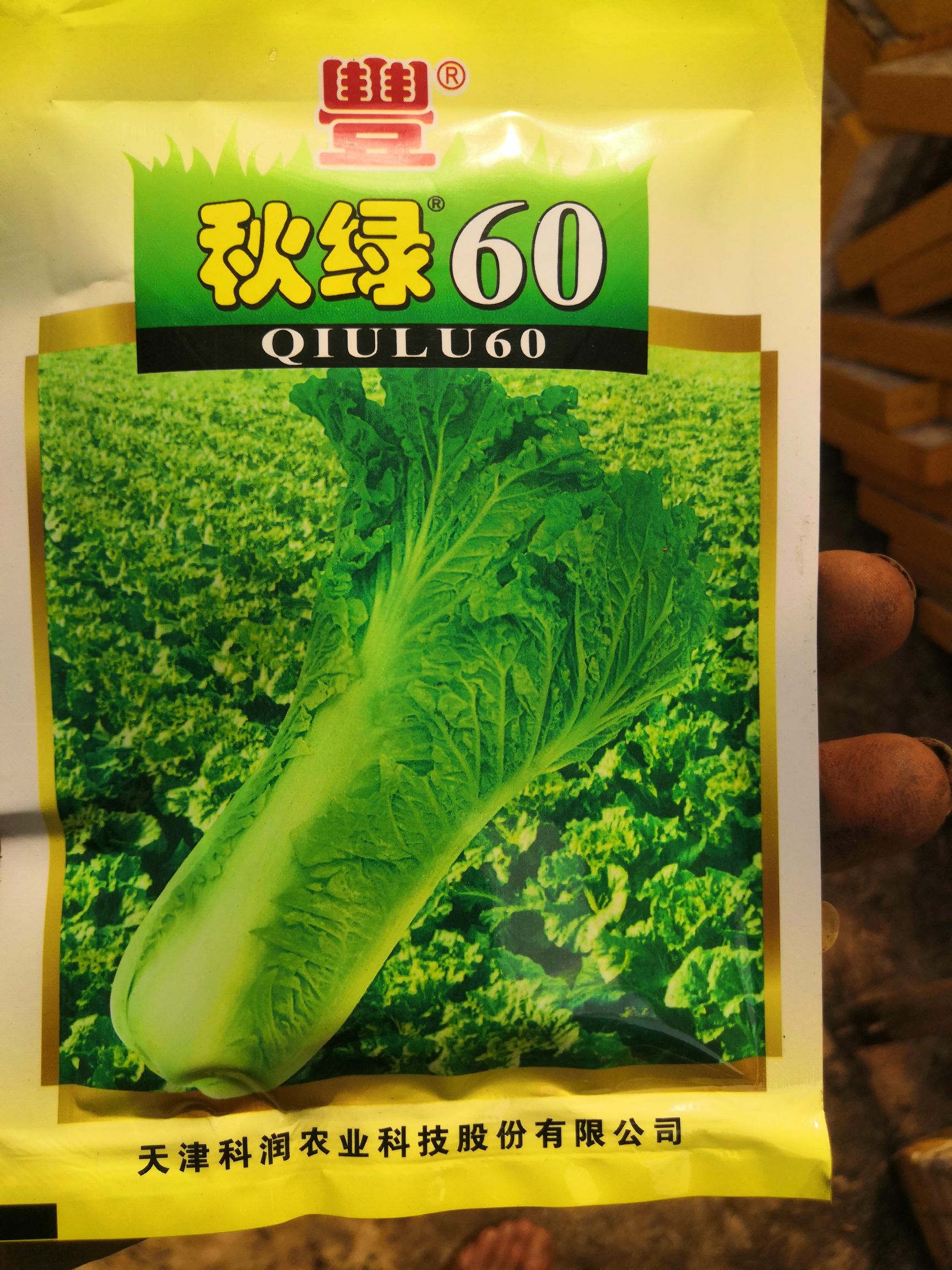 秋绿60白菜苗，茶氏育苗基地常年供应各种各样蔬菜苗，欢迎全国