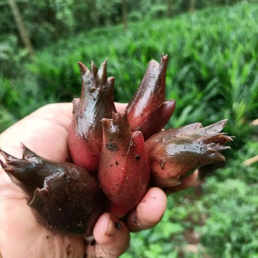 广南县 云南阳荷认准正祖阳阳荷种植合作社！
