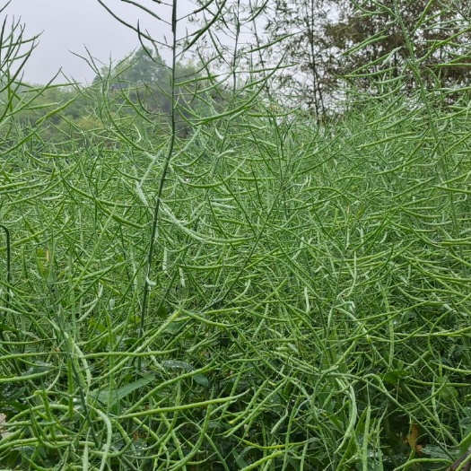 泸溪县油菜籽 我乡农户自种油菜，品种优