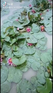 罗山县 睡莲