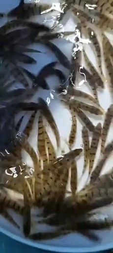 石斑鱼苗 溪石斑鱼 光唇鱼苗