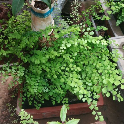 元谋县吸水石 
