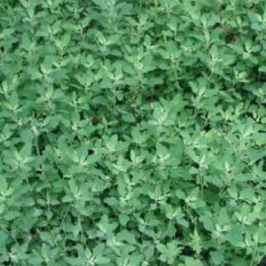 唐县山野菜  鲜嫩灰灰菜