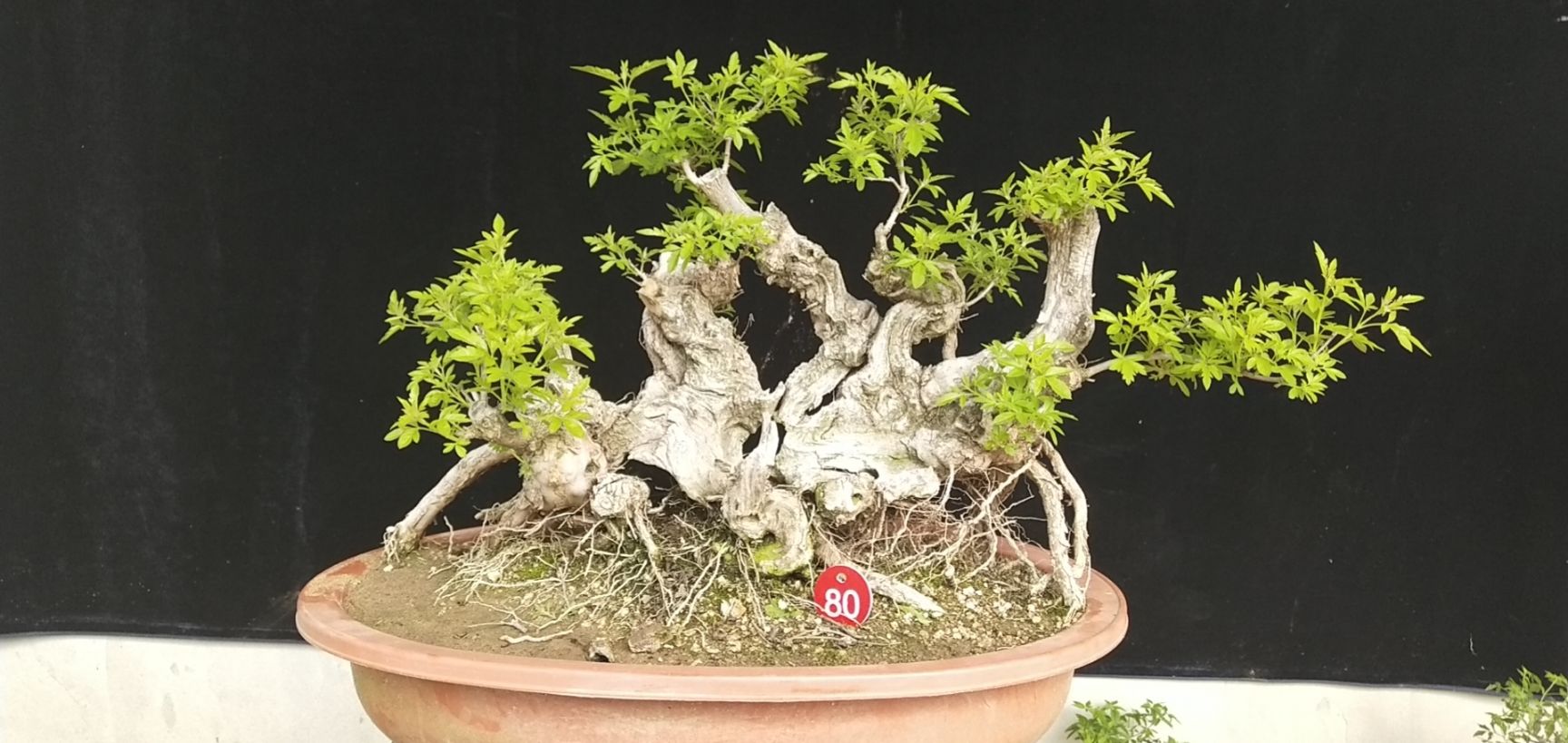 黄荆桩 黄荆盆景金品老桩