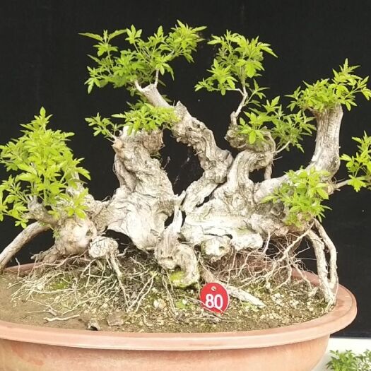 昌黎县黄荆桩 黄荆盆景金品老桩