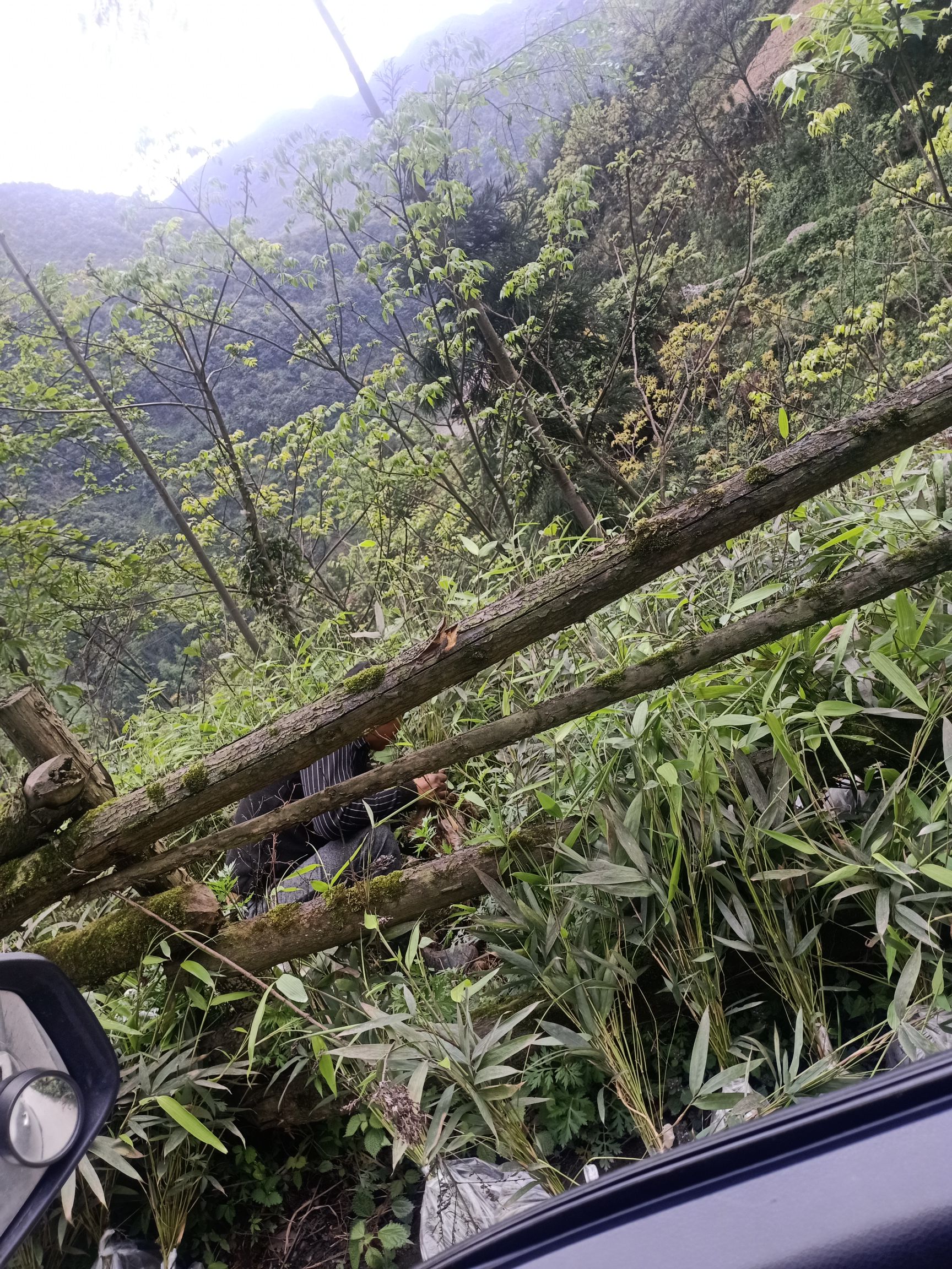  三月竹米